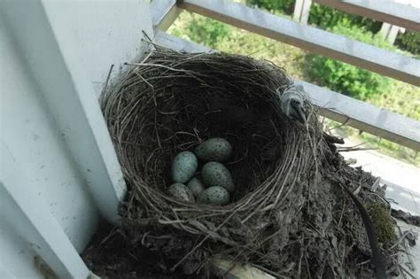 家裡鳥巢|【家有鳥巢】家有鳥巢，居家風水亨通！揭開野鳥築巢。